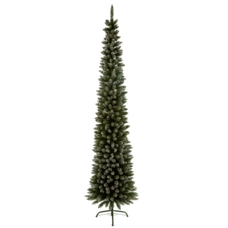 Snow Tipped Pencil Pine - 2m (6.5ft)